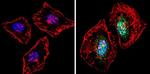 PER1 Antibody in Immunocytochemistry (ICC/IF)