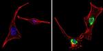 PER1 Antibody in Immunocytochemistry (ICC/IF)