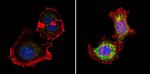 Phospho-p70 S6 Kinase (Thr389) Antibody in Immunocytochemistry (ICC/IF)