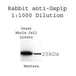 RAN Antibody in Western Blot (WB)
