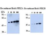 NEK2 Antibody in Western Blot (WB)