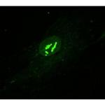 Nesprin 1 Antibody in Immunocytochemistry (ICC/IF)