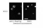 NUP53 Antibody in Immunocytochemistry (ICC/IF)