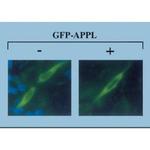 APPL1 Antibody in Immunocytochemistry (ICC/IF)