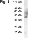 PREB Antibody in Western Blot (WB)