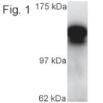 Kinesin 5C Polyclonal Antibody