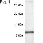 PDE6 gamma Antibody in Western Blot (WB)