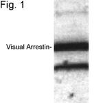 S-arrestin Polyclonal Antibody