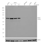 Goat anti-Mouse IgG1 Secondary Antibody, HRP