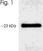 Phospho-AANAT (Ser206) Antibody in Western Blot (WB)