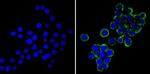 VAMP3 Antibody in Immunocytochemistry (ICC/IF)