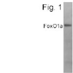 FOXO1 Antibody in Western Blot (WB)