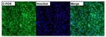 c-Fos Polyclonal Antibody