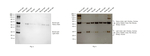 Sheep anti-Bovine IgG (H+L) Secondary Antibody, HRP