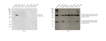 Goat anti-Feline IgG (Fc) Secondary Antibody, HRP