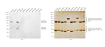 Rat IgG2a Secondary Antibody