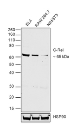 Rat IgG2a Secondary Antibody in Western Blot (WB)