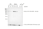 Rat IgG2a Secondary Antibody in Western Blot (WB)