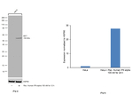 Rat IgG2a Secondary Antibody in Western Blot (WB)