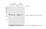 Goat anti-Rat IgG2b Secondary Antibody, HRP