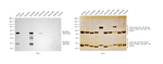 Rat IgG2b Secondary Antibody in Western Blot (WB)
