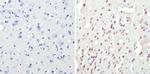 CREB Antibody in Immunohistochemistry (Paraffin) (IHC (P))