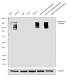 Human IgG Fc Secondary Antibody in Western Blot (WB)