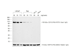 Goat IgG (H+L) Cross-Adsorbed Secondary Antibody in Western Blot (WB)