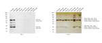 Goat IgG (H+L) Cross-Adsorbed Secondary Antibody in Western Blot (WB)