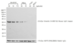 Mouse IgG1 Secondary Antibody in Western Blot (WB)