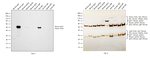 Mouse IgG1 Secondary Antibody in Western Blot (WB)
