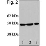 RbAp46 Antibody in Western Blot (WB)
