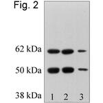 RbAp48 Antibody in Western Blot (WB)