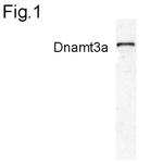 DNMT3A Polyclonal Antibody