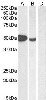 FOXP3 Antibody in Western Blot (WB)