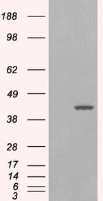 GIPC1 Antibody in Western Blot (WB)