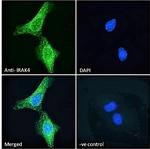 IRAK4 Polyclonal Antibody