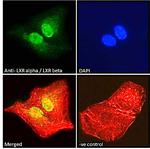 LXR alpha/beta Polyclonal Antibody