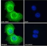 MAX Antibody in Immunocytochemistry (ICC/IF)