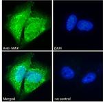 MAX Polyclonal Antibody
