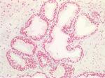 MAX Antibody in Immunohistochemistry (Paraffin) (IHC (P))