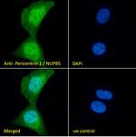 NUP85 Antibody in Immunocytochemistry (ICC/IF)