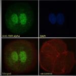 RXRA Polyclonal Antibody