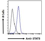 STAT3 Polyclonal Antibody