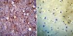 PMCA1 ATPase Antibody in Immunohistochemistry (Paraffin) (IHC (P))