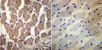 PMCA1 ATPase Antibody in Immunohistochemistry (Paraffin) (IHC (P))