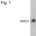 VDAC2 Polyclonal Antibody