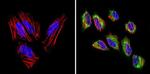 VDAC3 Antibody in Immunocytochemistry (ICC/IF)