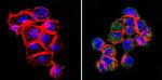 VDAC3 Antibody in Immunocytochemistry (ICC/IF)