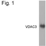 VDAC3 Antibody in Western Blot (WB)